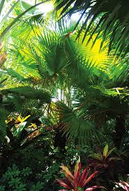 Image result for Eremospatha haullevilleana