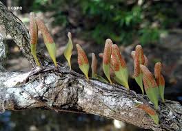 Image result for Polysphaeria lanceolata