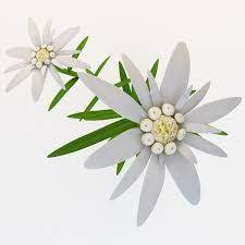 Edelweiss Flower Google Suche Edelweiss Flower Flowers Flower Tattoo Designs
