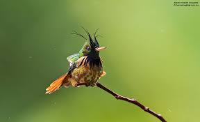 Image result for Commicarpus helenae