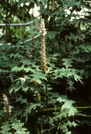 Image result for Acanthus montanus