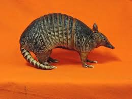 Mounted Armadillo Taxidermy Real Walking Stuffed Armadillo Etsy In 2020 Armadillo Taxidermy Waco Texas