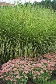 Miscanthus Zebrinus Zebra Maiden Grass Eulalia Perennials Front Yard Garden Ornamental Grasses