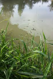 Image result for Leersia