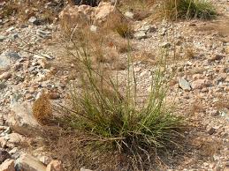 Image result for Microchloa