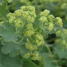 Image result for Alchemilla microbetula