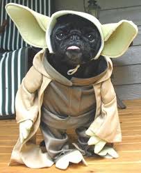 Dogs Celebrate Star Wars Day The Results Are Hilarious War Dogs Dogs Funny Animals