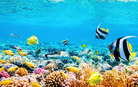 Snorkelling coral reef St Lucia