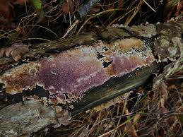 Image result for Trichaptum subchartaceum