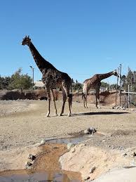 Más de 3.000 animales de sobre 300 especies que puedes conocer a lo largo de sus 16 hectáreas de. 6 Things To Do In Buin That You Shouldn T Miss