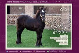 If you shop around or are willing to compromise on the standards, you may be able to find one for less than this, however, while prize examples with strong lineage may cost more. Gypsy Horses Badal Horses Punjab