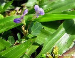 Image result for Grona triflora