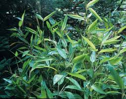 Image result for Shibataea kumasasa