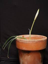 Image result for Crinum minimum