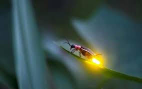 Firefly Season In The North Georgia Mountains Beechwood Inn