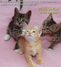 котики :: приколы про еду :: попрошайка :: котэ (прикольные картинки с  кошками) / смешные картинки и другие приколы: комиксы, гиф анимация, видео,  лучший интеллектуальный юмор.