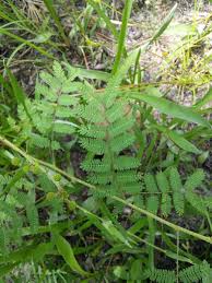 Image result for Mostuea microphylla