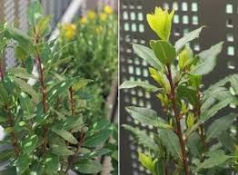 Infusion De Laurier Feuilles Fleurs Baies Laurier Laurier Sauce Feuilles De Laurier