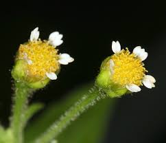 Image result for Galinsoga parviflora