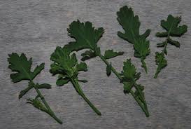 Viene solitamente chiamata (dipende dalla zona) con diversi nomi: Edible Weeds Orecchiette E Broccoletti Selvatici And Cime Di Rape All Things Sicilian And More