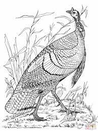 Wild Turkey Hen Coloring Online Super Coloring Turkey Coloring Pages Animal Coloring Pages Thanksgiving Coloring Pages