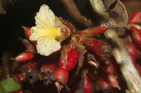 Image result for Renealmia