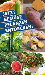 volmary vielfalt in garten und balkonpflanzen balkon pflanzen gemuse pflanzen pflanzen