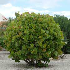 Sea Grape Bush Grape Tree Grapes Fast Growing Trees