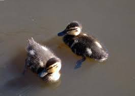 How To Raise, Feed, And Care For Baby Ducks - Pethelpful