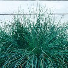 Image result for Festuca