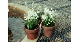 Maybe you would like to learn more about one of these? It S Time To Plant Tulips Hyacinths