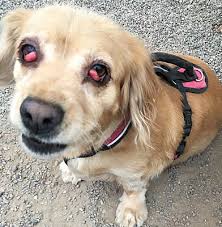 Visit your local gilbert petsmart store for essential pet supplies like food, treats and more from top brands. Gilbert Az Cocker Spaniel Meet Becca A Dog For Adoption Cocker Spaniel Pets Pet Adoption