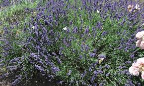 Ein nutzungsvertrag kann sich, je nach inhaltlicher regelung, als mietvertrag, pachtvertrag oder auch leihvertrag einstufen lassen. Botanischer Erlebnisgarten Erholung Und Entspannung In Altenburg