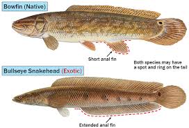 The alaska pollock fish is a marine fish species of the cod family gadidae. Florida Featured Fish Bowfin