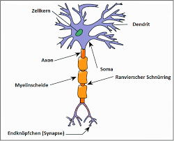 Nervenzellen (neuronen) sind biologische rechenzentren und datenleitungen. Aufbau Einer Nervenzelle