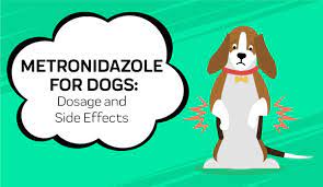 Metoclopramide Side Effects You Need To Know Pet Medications Cat Diseases Pets