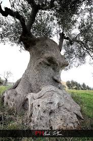 Thoughtful Olive Tree Weird Trees Olive Tree Tree