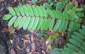 Image result for Cnestis