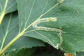 Image result for Stigmella confusella
