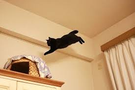 さくらの日を忘れてた 黒猫 夜の大ジャンプ きょうだい猫と仲良し暮らし 猫 猫と暮らす カーテンボックス