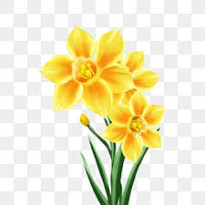 Clipart De Jonquille PNG Images | Vecteurs Et Fichiers PSD | Téléchargement  Gratuit Sur Pngtree