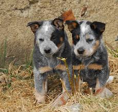Australian cattle dog cookie cutter dog pup pet treat puppy pupcake topper. Red Australian Cattle Dog Puppies For Sale Online