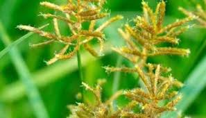 Image result for Cyperus nuerensis