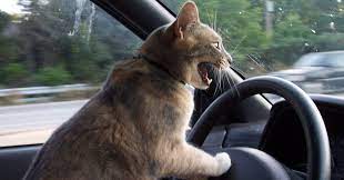 Durant toutes ces années, de nombreuses questions reviennent souvent. Le Chat D Un Conducteur Endormi Prend Le Volant Sur L A7 Et Lui Sauve La Vie