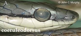 Image result for Coelorachis lepidura
