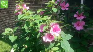 We did not find results for: Hibiscus Flower Health Benefits Oakland County Moms