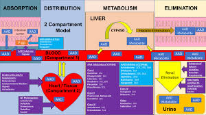Image result for Antiarrhythmic