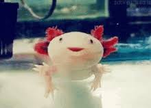 • edit frames by selecting the preview image. Axolotl Gifs Tenor