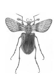 Black And White Insect Photos Insect Hybrids Black White Illustrations Entimology Black And White Illustration Scientific Drawing Illustration