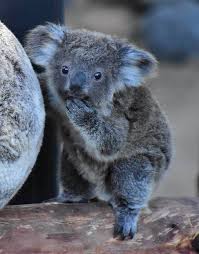 San Diego Zoo Sandiegozoo In 2020 Koala Super Cute Animals Animals
